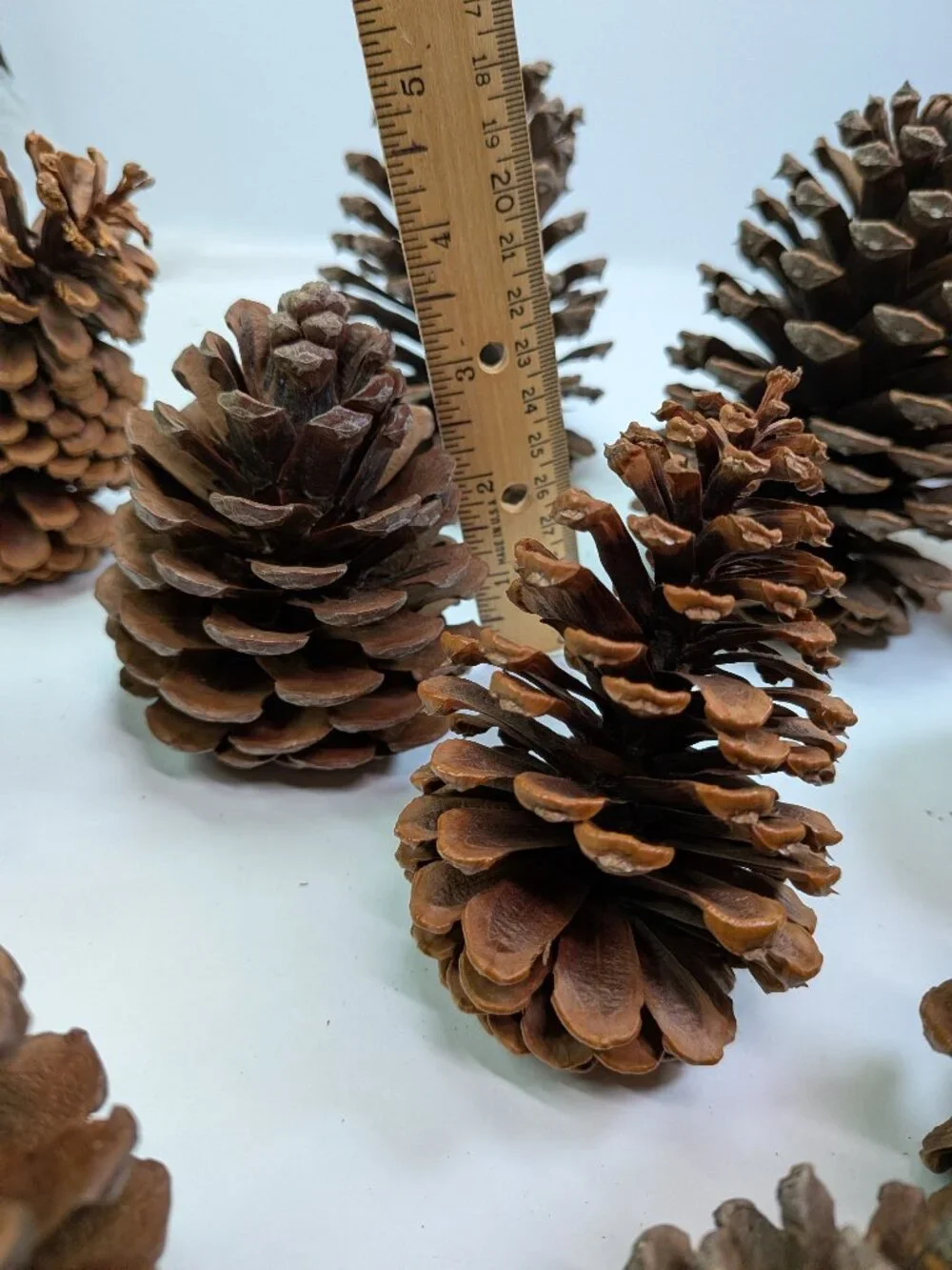 Natural Pine Cones Lot of 17 Assorted 3-4